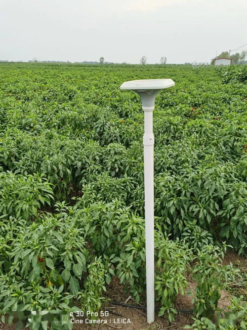 臨潁縣5G技術(shù)賦能辣椒種植，助推現(xiàn)代農(nóng)業(yè)高質(zhì)量發(fā)展